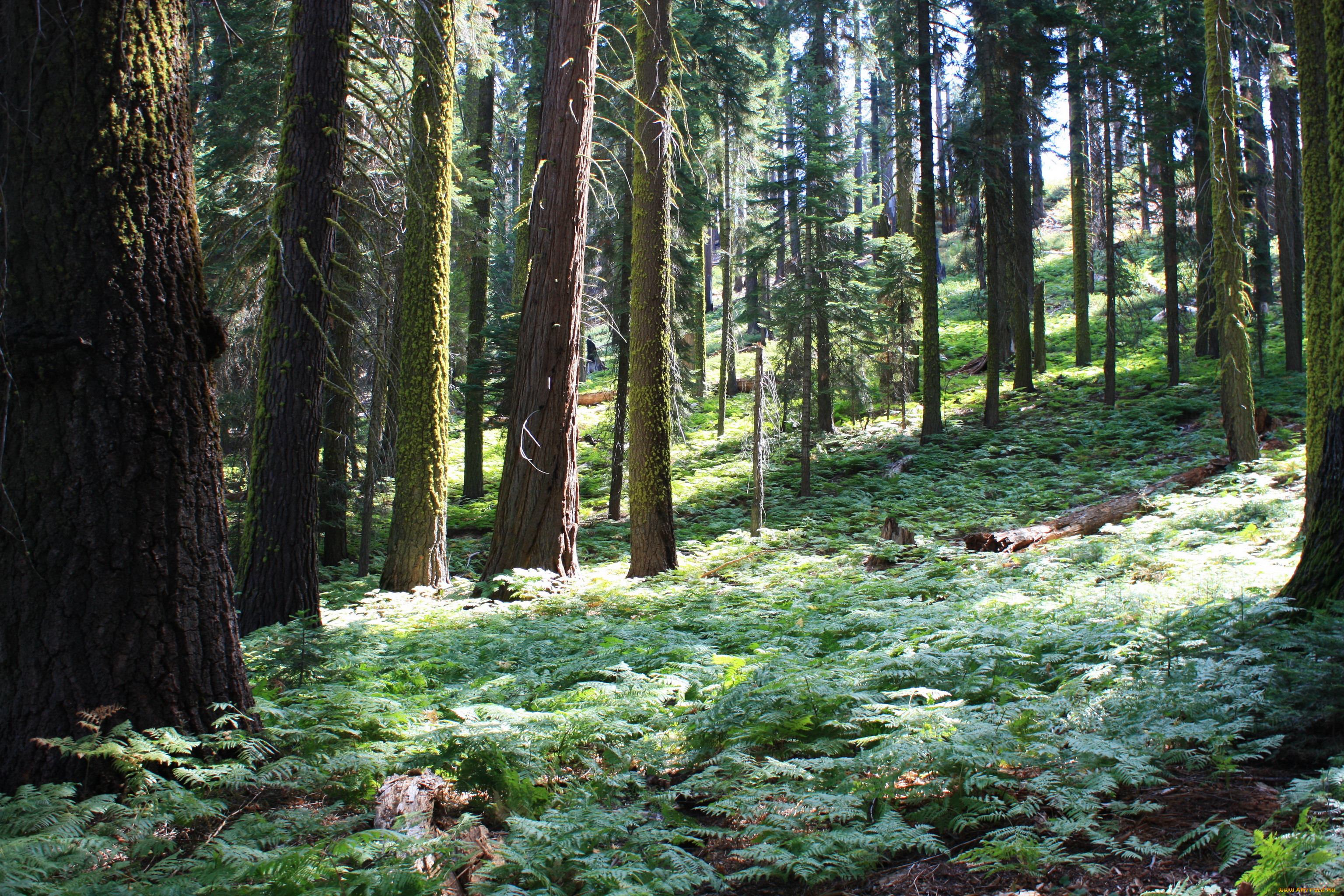 sequoia national park california , , , , , 